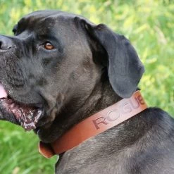 Cheapest ๐คฉ Rogue Leather ๐ Dog Collar ๐ฏ 11 Cheapest ๐คฉ Rogue Leather ๐ Dog Collar ๐ฏ -Rogue Gear & Accessories Shop DOGCOLLAR web4 ongtvp