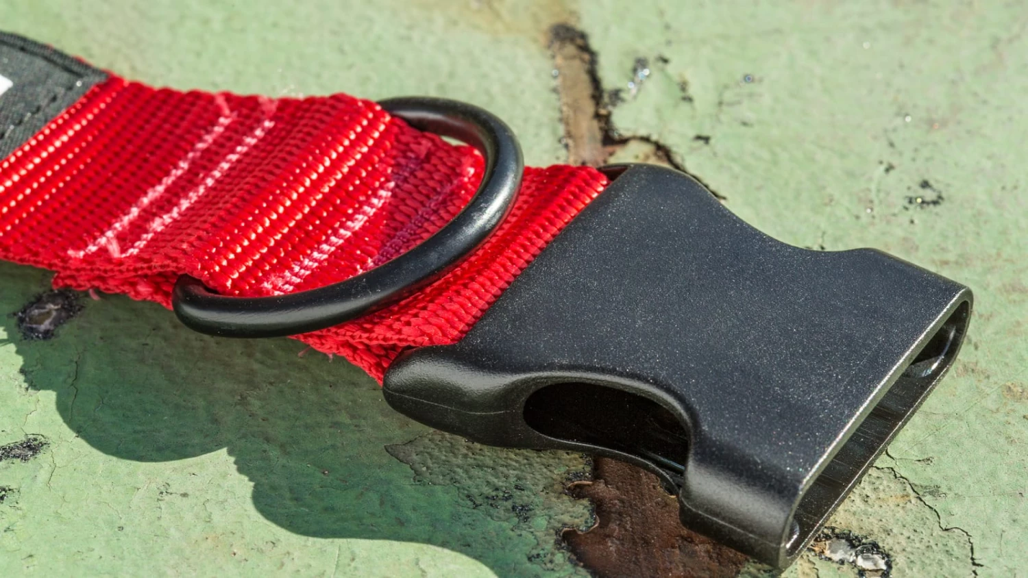 Flash Sale π Rogue Nylon πΆ Dog Collar π₯° 6 Flash Sale π Rogue Nylon πΆ Dog Collar π₯° - Image 4