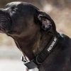Flash Sale 🎉 Rogue Nylon 🐶 Dog Collar 🥰 -Rogue Gear & Accessories Shop RA0980 BLACK H ekw69a