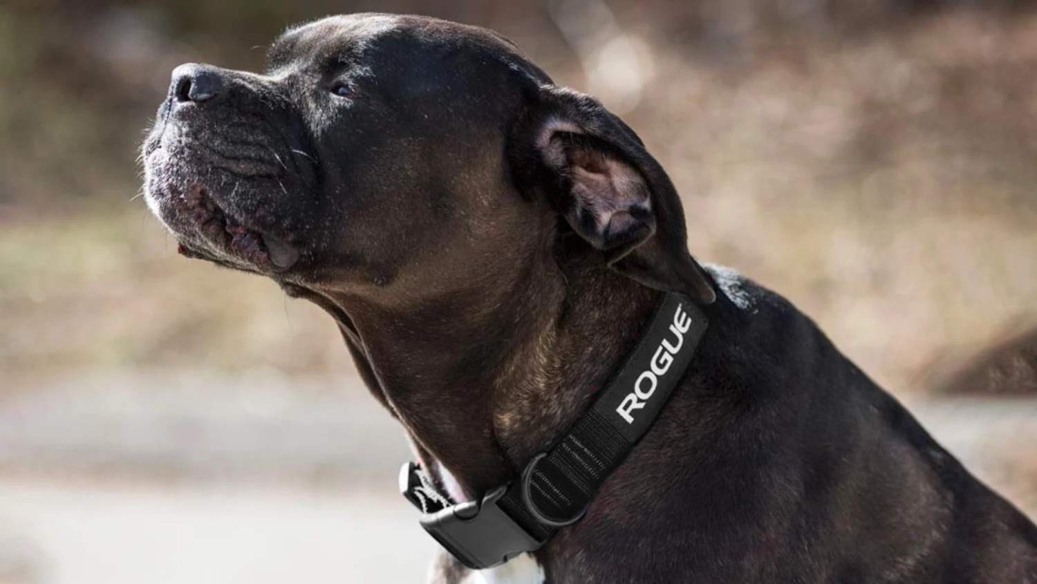 Flash Sale π Rogue Nylon πΆ Dog Collar π₯° 3 Flash Sale π Rogue Nylon πΆ Dog Collar π₯°