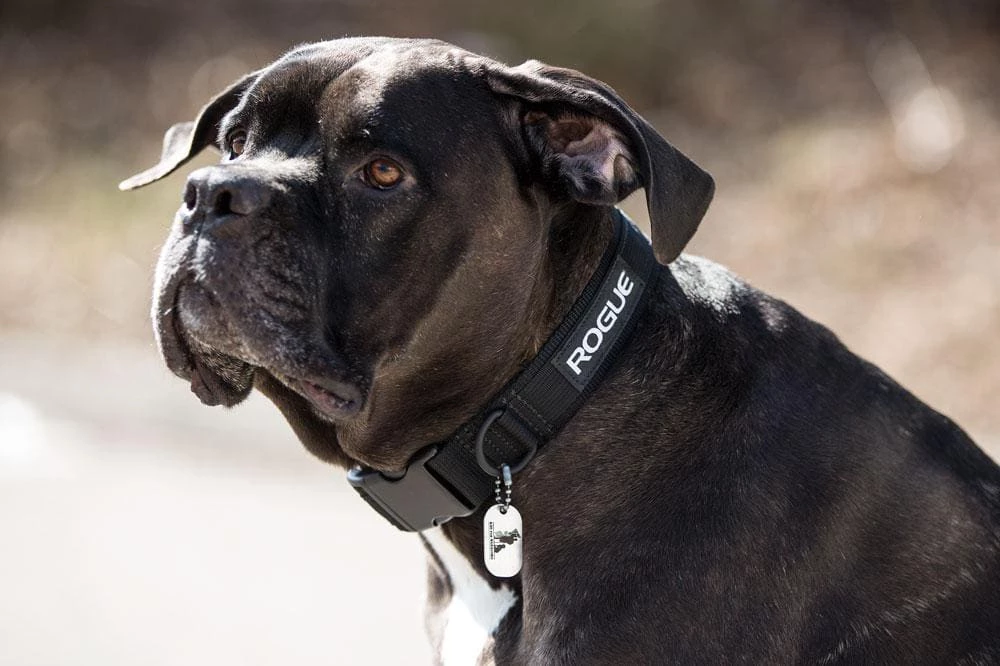 Cheap ๐ Rogue ๐ Dog Collar MIL Edition โ๏ธ 5 Cheap ๐ Rogue ๐ Dog Collar MIL Edition โ๏ธ - Image 3
