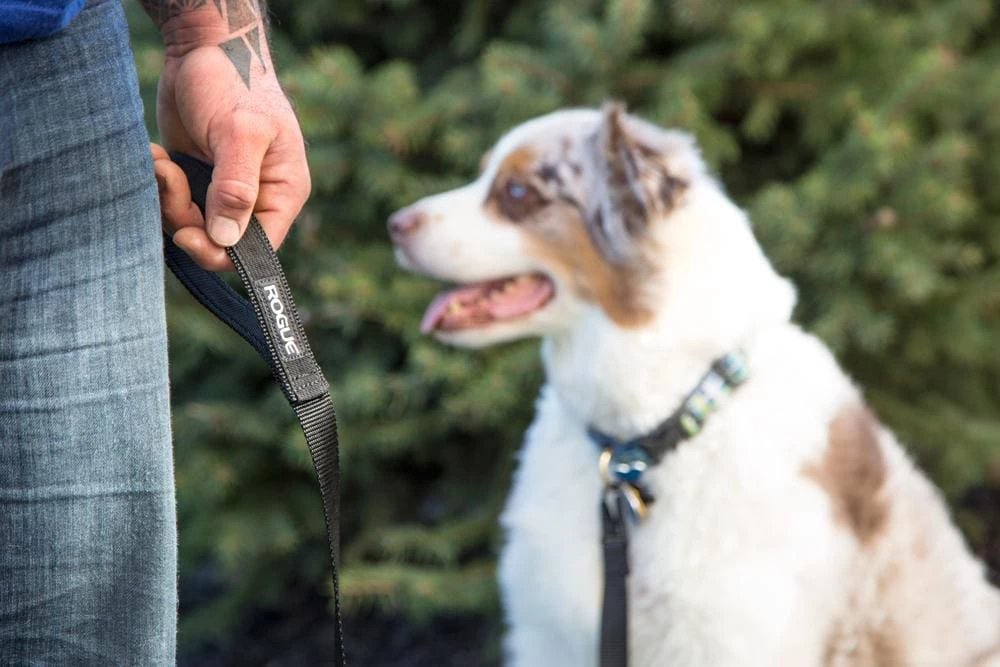 Discount ๐ Rogue Nylon ๐ฆฎ Dog Leash ๐ 4 Discount ๐ Rogue Nylon ๐ฆฎ Dog Leash ๐ - Image 2